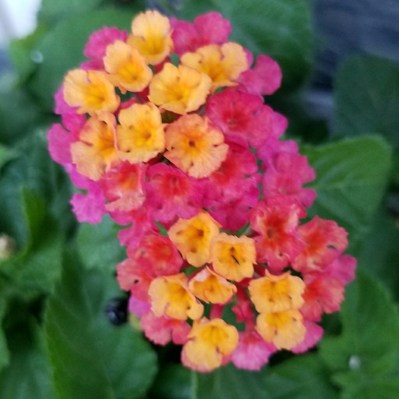 Meet your Posher, Cynthia - Picture 1 of 1